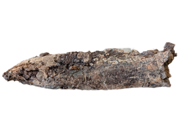 Triceratops Jaw