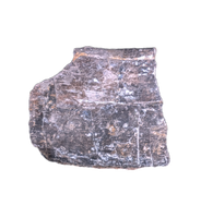 Sauropod Rib Section, Morrison Formation