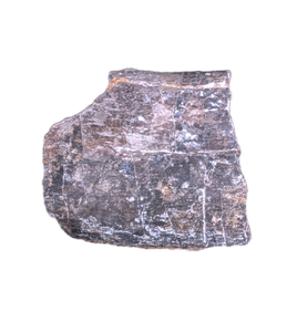 Sauropod Rib Section, Morrison Formation