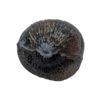 Brachychampsa Tooth, Hell Creek