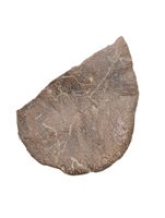 Crocodile Armor Scute, Bissekty Formation, Uzbekistan.