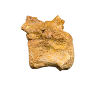 Theropod Dinosaur Vertebra, Kem Kem