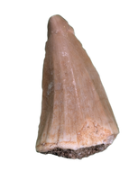 Gavialimimus Tooth, Morocco (Mosasaur)