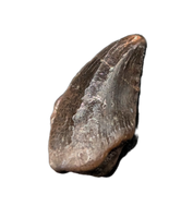 Troodon Tooth from the Hell Creek Formation