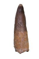 Spinosaurus Tooth