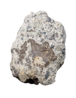 Partial Allosaurus Tooth,  Morrison Formation
