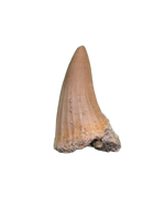 Platecarpus Tooth, Morocco (Mosasaur)