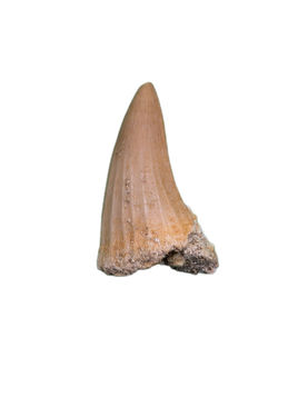 Platecarpus Tooth, Morocco (Mosasaur)