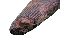 Ichthyovenator Tooth (Rare Spinosaurid), Early Cretaceous