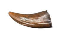 Acheroraptor Tooth from the Hell Creek Formation