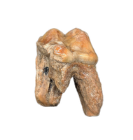 Cave Bear Tooth