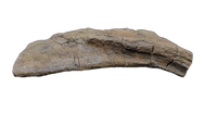 Triceratops Quadrajugal, Skull Bone