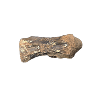 Crocodile Vertebrae, Bridger Formation, Wyoming