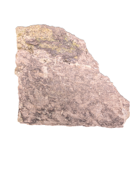 Sauropod Rib Section, Morrison Formation