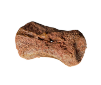 Theropod Dinosaur Tail Vertebra, Kem Kem