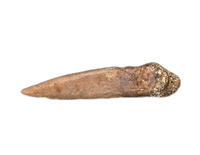 Unknown Theropod Foot Claw, Hell Creek Formation