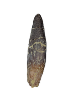Diplocodid Tooth from the Mid Jurassic, Madagascar
