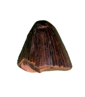 Tyrannosaur Tooth, Judith River Formation