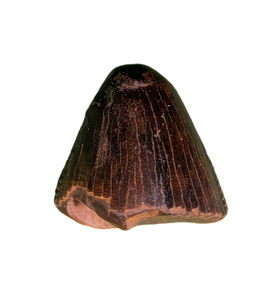 Tyrannosaur Tooth, Judith River Formation