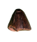Tyrannosaur Tooth, Judith River Formation