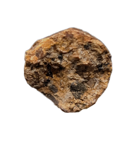 Deinosuchus (Crocodile) Tooth from Texas