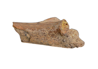 Azhdarcho (Pterosaur) Cervical Vertebra