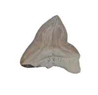 Squalicorax kaupi Tooth, From the Kansas Chalk