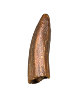 Titanosaur (Dzharatitanis?) Tooth, Bissekty Formation, Uzbekistan
