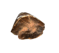 Tyrannosaurus Rex Tooth