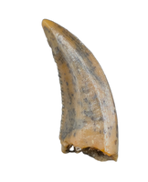 Actual Dromaeosaur (Raptor) Tooth From Kem Kem