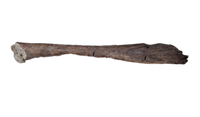 Edmontosaurus Tibia