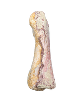 Spinosaurus Toe