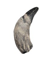 Archaic Whale Tooth (Agorophius?), 29-30 Million Years Old