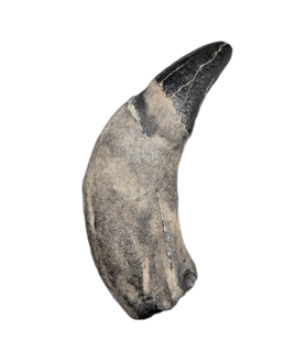 Archaic Whale Tooth (Agorophius?), 29-30 Million Years Old