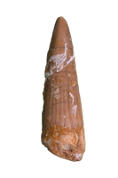Spinosaurus Tooth