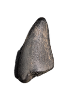 Neovenator Tooth, England, Early Cretaceous
