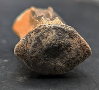 Thescelosaurus Caudal (Tail) Vertebrae, Hell Creek