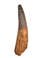 Huge Spinosaurus Tooth