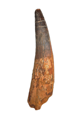 Huge Spinosaurus Tooth