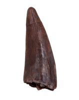 Ptychotherates (Herrerasaurid)Tooth