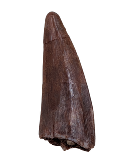 Ptychotherates (Herrerasaurid)Tooth