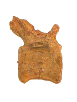 Spinosaurus Tail Vertebra