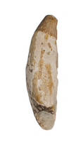 Pervushovisaurus (Ichthyosaur)Tooth. Early Cretaceous Period, England.