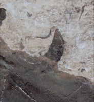 Tethysaurus Jaw with Teeth, Morocco