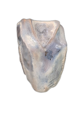 Ceratopsian Tooth, Javelina Formation, Texas