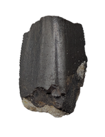 Tyrannosaur Tooth, Two Medicine Formation
