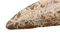 Nanotyrannus Tooth,  Hell Creek Formation