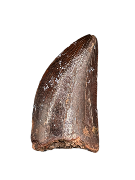 Carcharodontosaurus Tooth