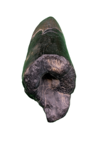 Sarcosuchus Tooth, Giant Crocodile, Niger