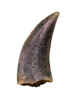 Actual Dromaeosaur (Raptor) Tooth From Kem Kem